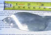 Knifemaking Nessmuk Style Knife