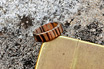 Mokume Rings